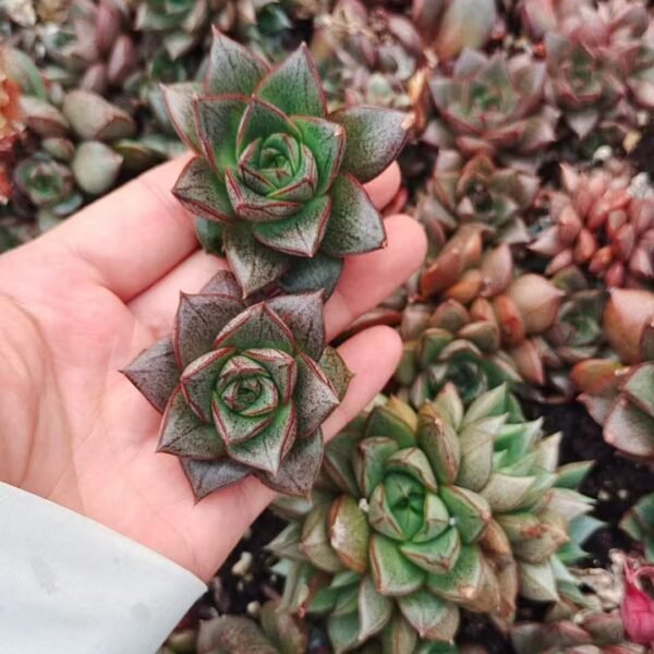 054. Echeveria purpusorum Berger