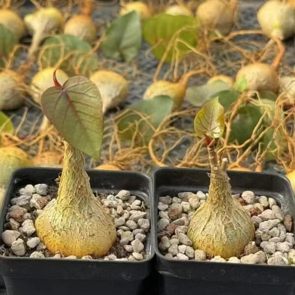 014. Lyonia rubrovenia