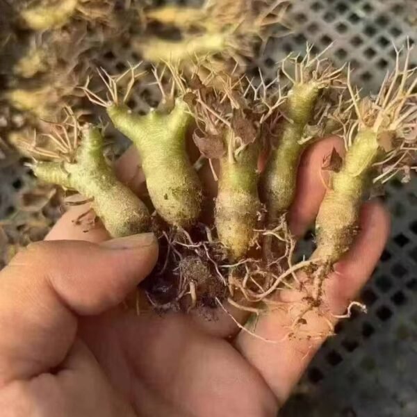 009. Othonna euphorbioides