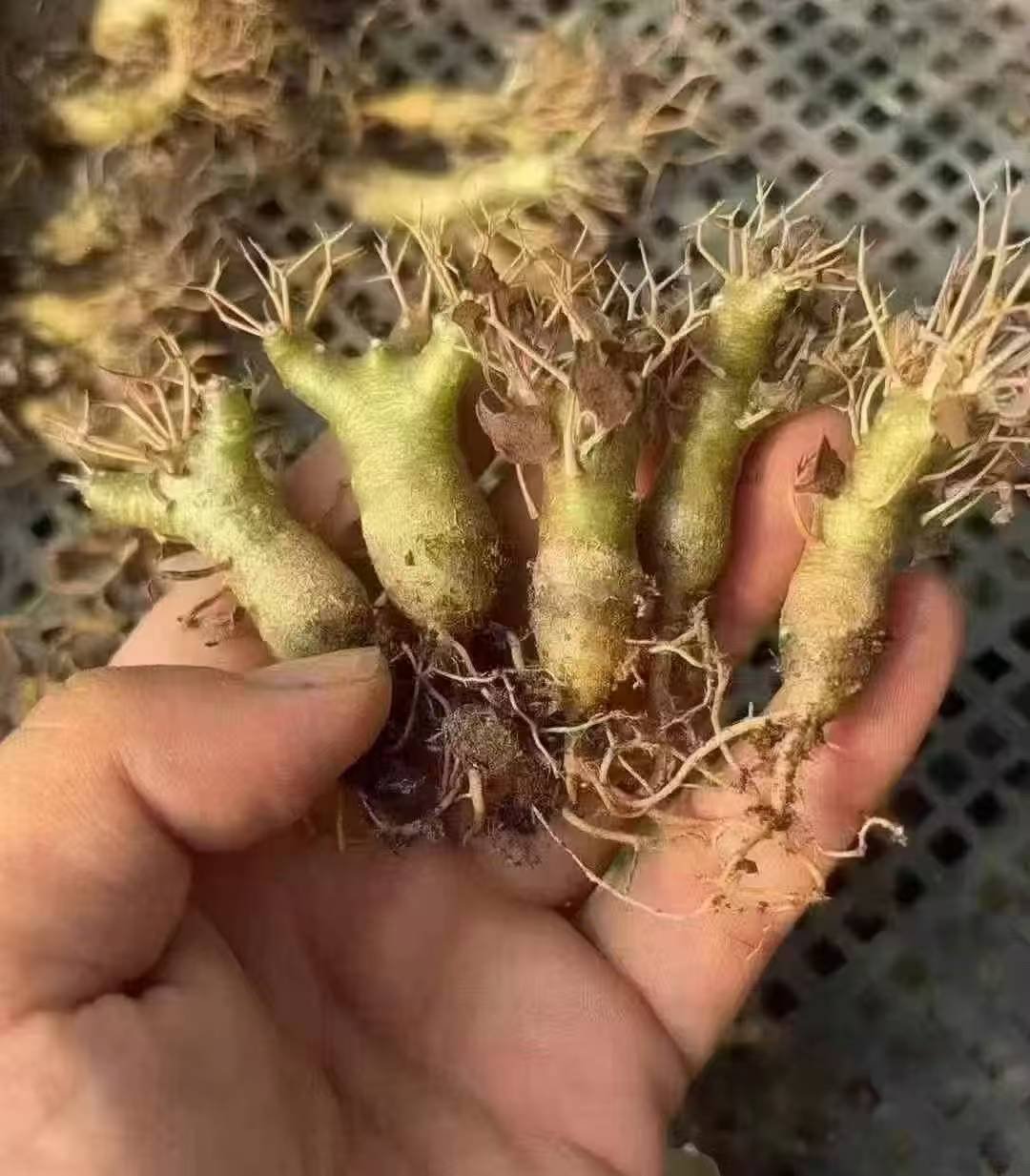 Othonna euphorbioides