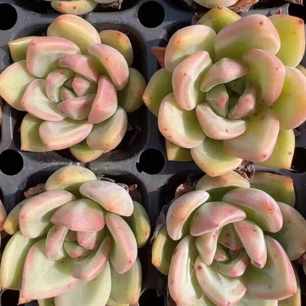 042. Echeveria ‘Champagne’