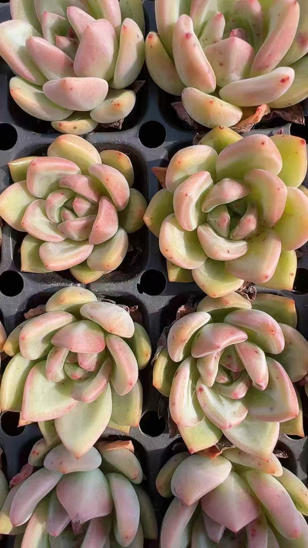 Echeveria 'Champagne'