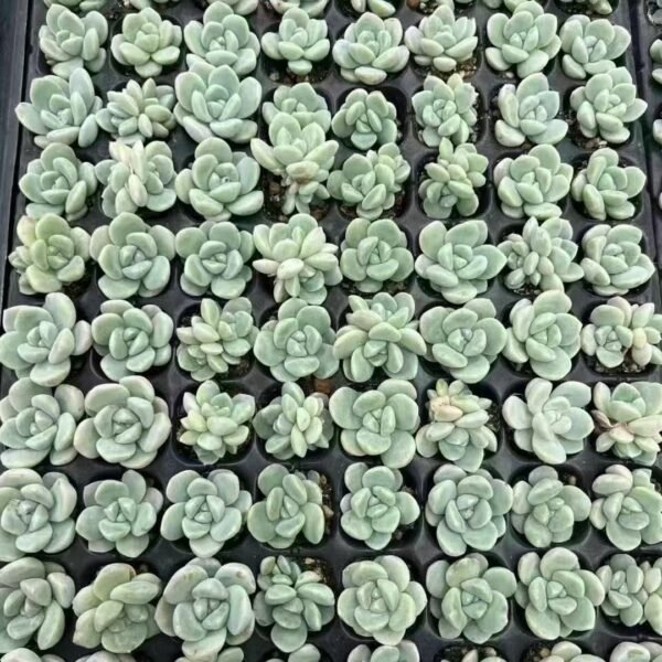 005. Echeveria ‘Ice green’