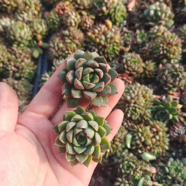 143. Echeveria Purpusorumcv.