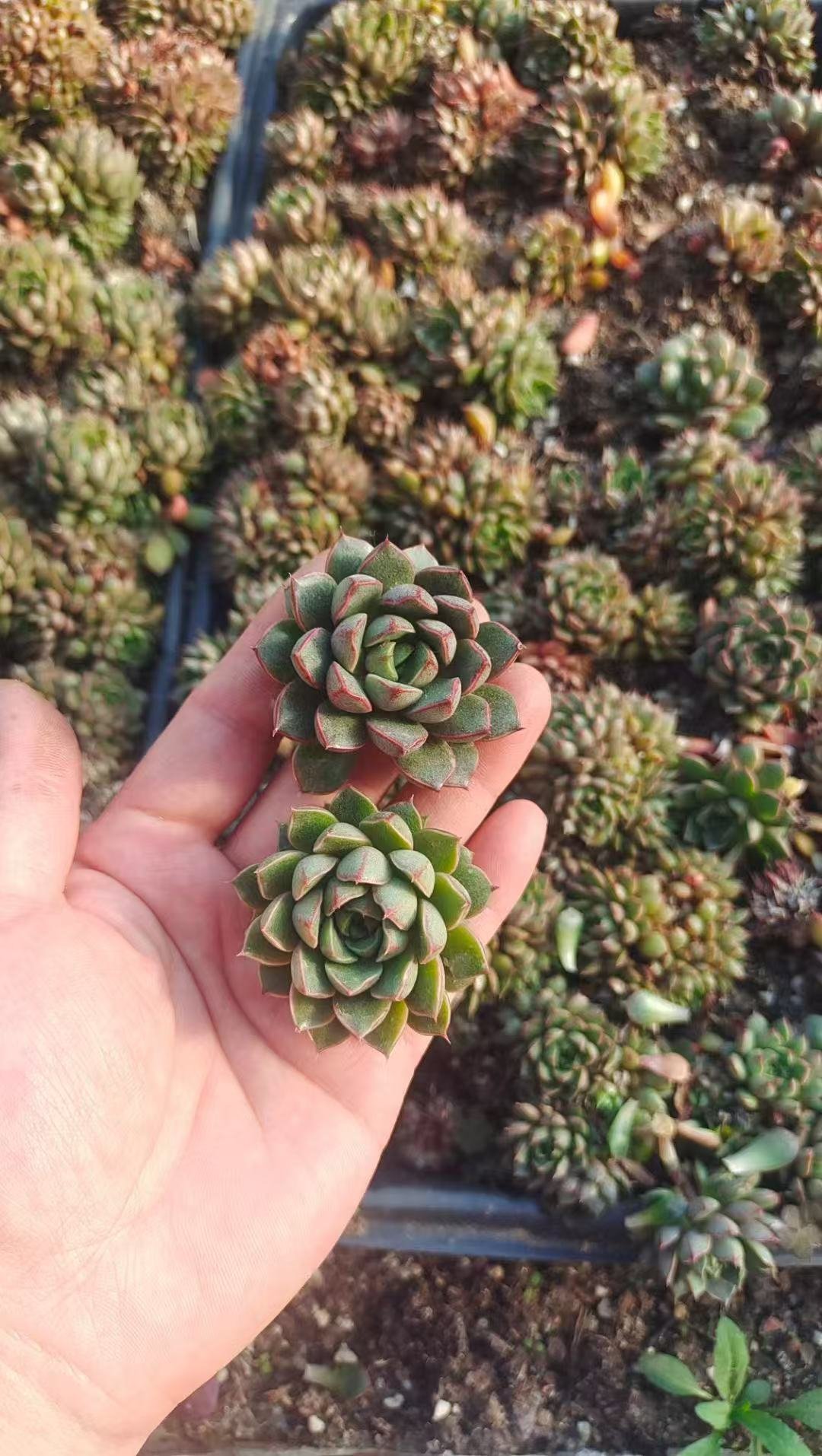 Echeveria Purpusorumcv.
