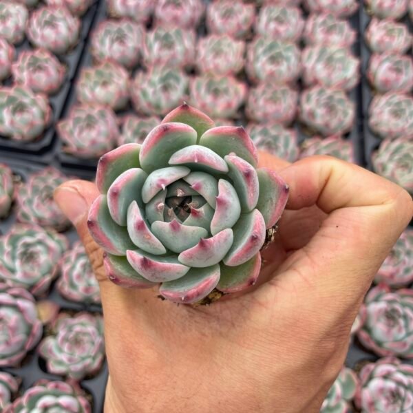 209. Echeveria chihuahuaensis