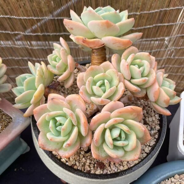 046. Citrus maxima (Burm.) Merr