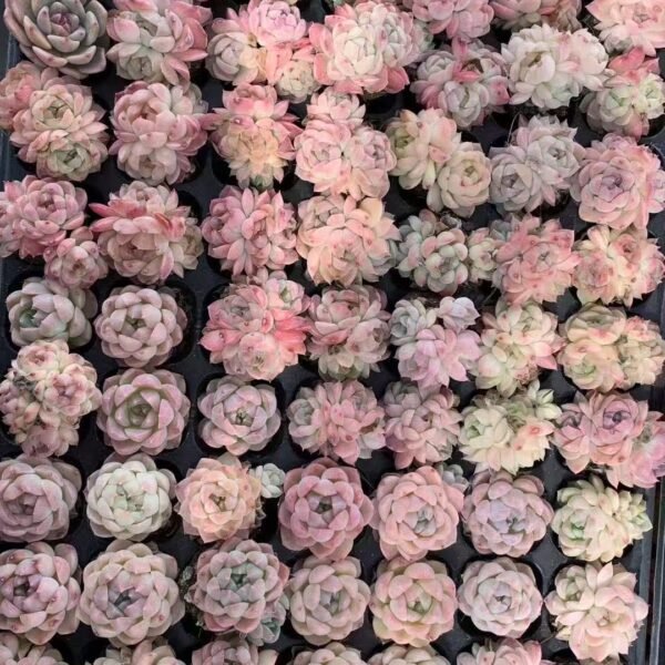 012. Echeveria White Peach