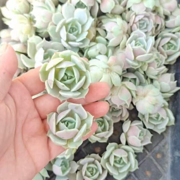 123. Echeveria ‘Lola’