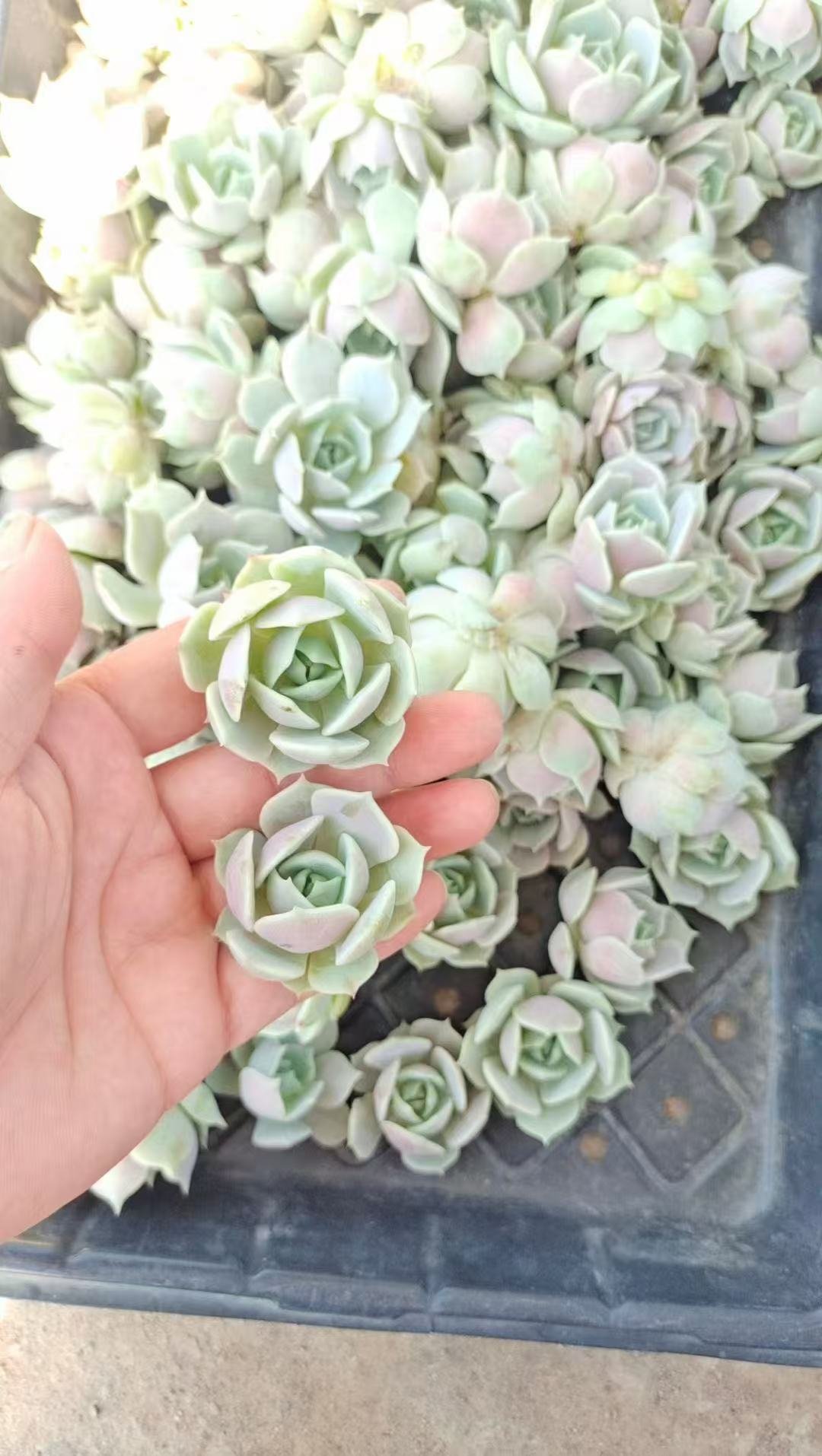 Echeveria 'Lola'