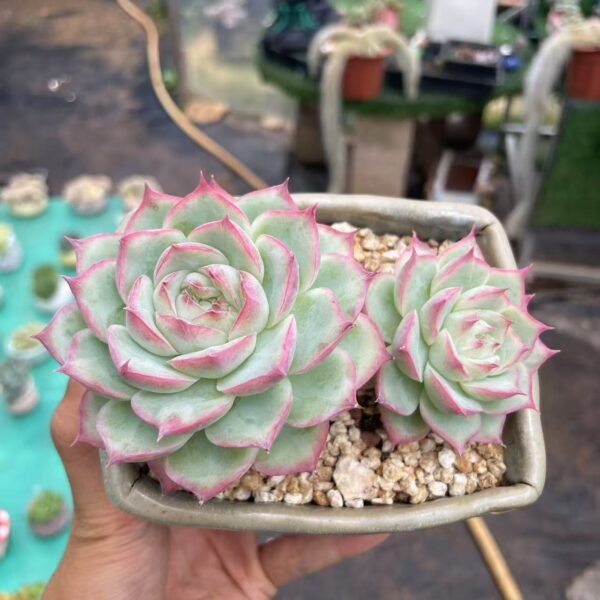 Echeveria ‘Anna Rose’