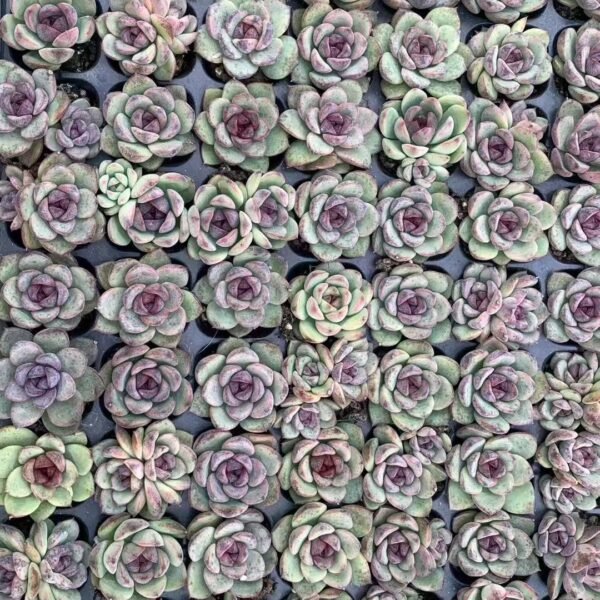 213. Echeveria ‘Black Crystal’