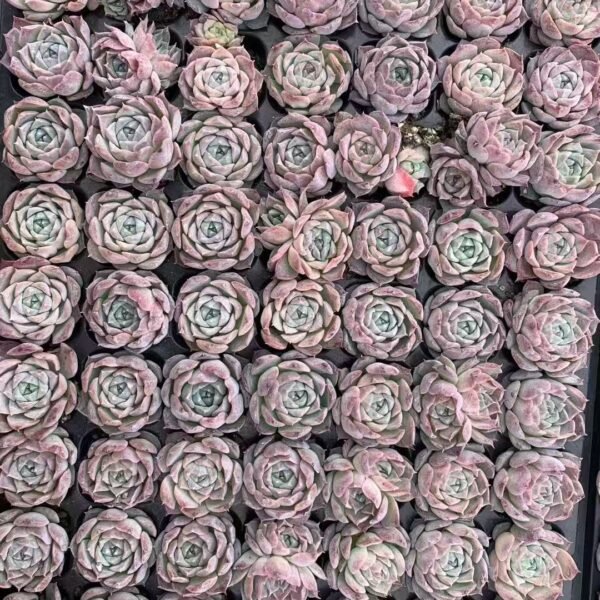 086. Echeveria ‘Poseidon’