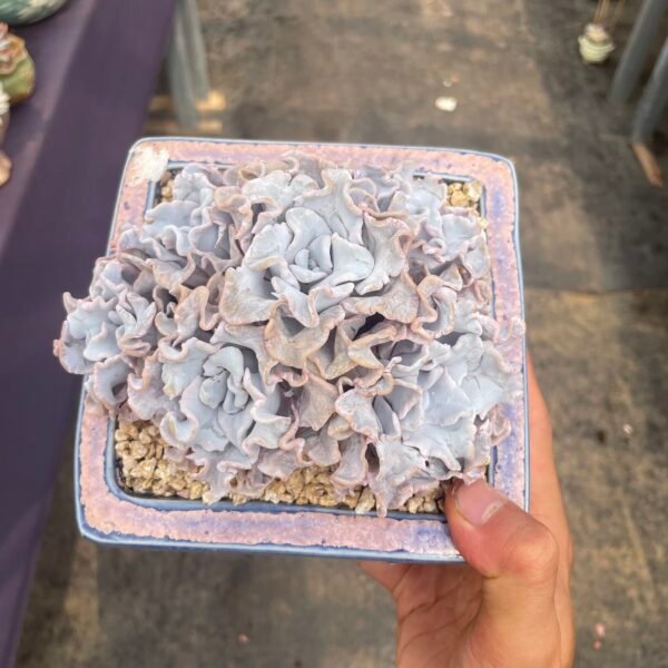 140. Echeveria ‘Madiba’