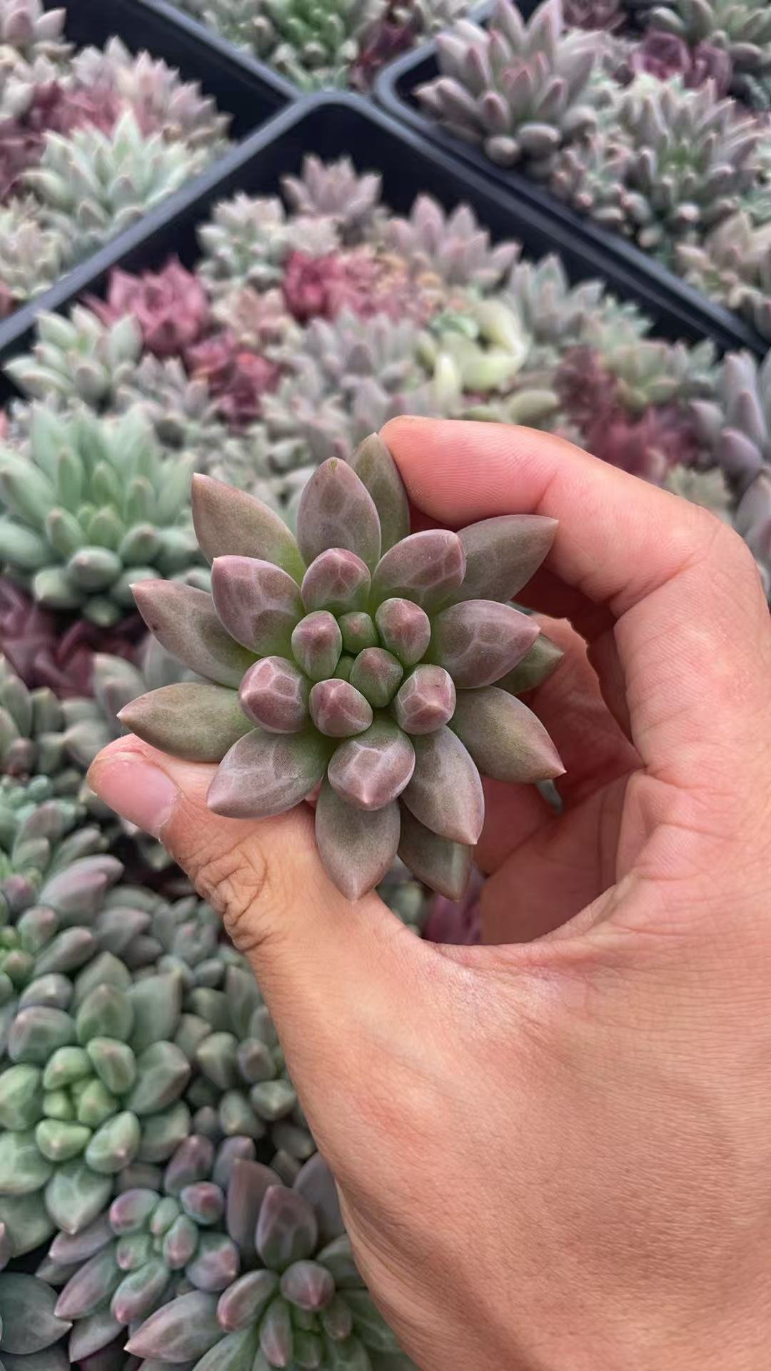 Pachyveria 'Red Dragonfly'