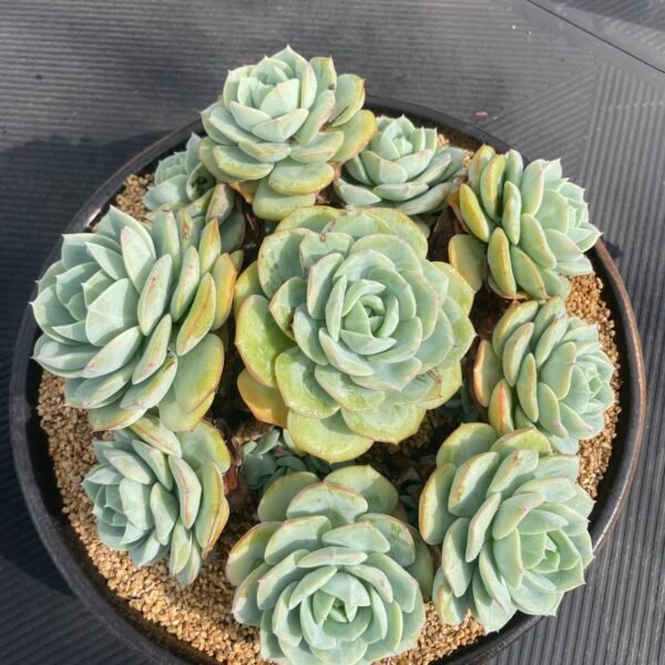112. Echeveria ‘Love Song’