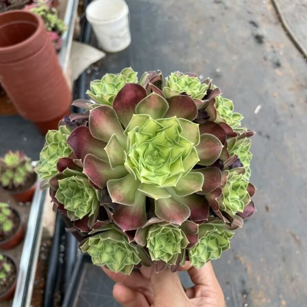 003. Aeonium“Shaohua ”