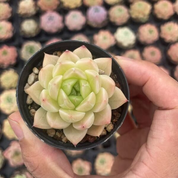 071. Graptoveria ‘amethorum’