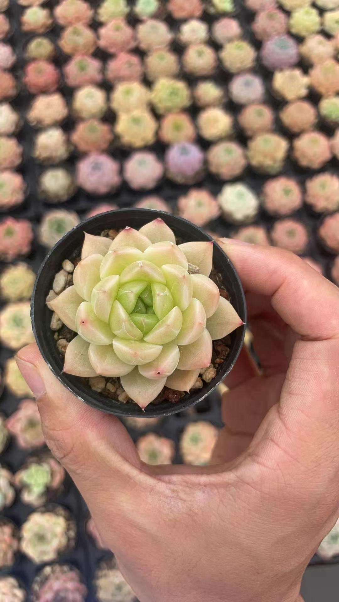 Graptoveria 'amethorum'
