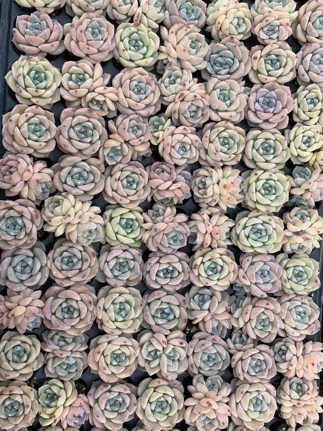 bbe415a4299b840a3c922d675b4048f