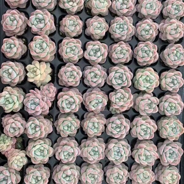 169. Echeveria ‘Blue Diamond’