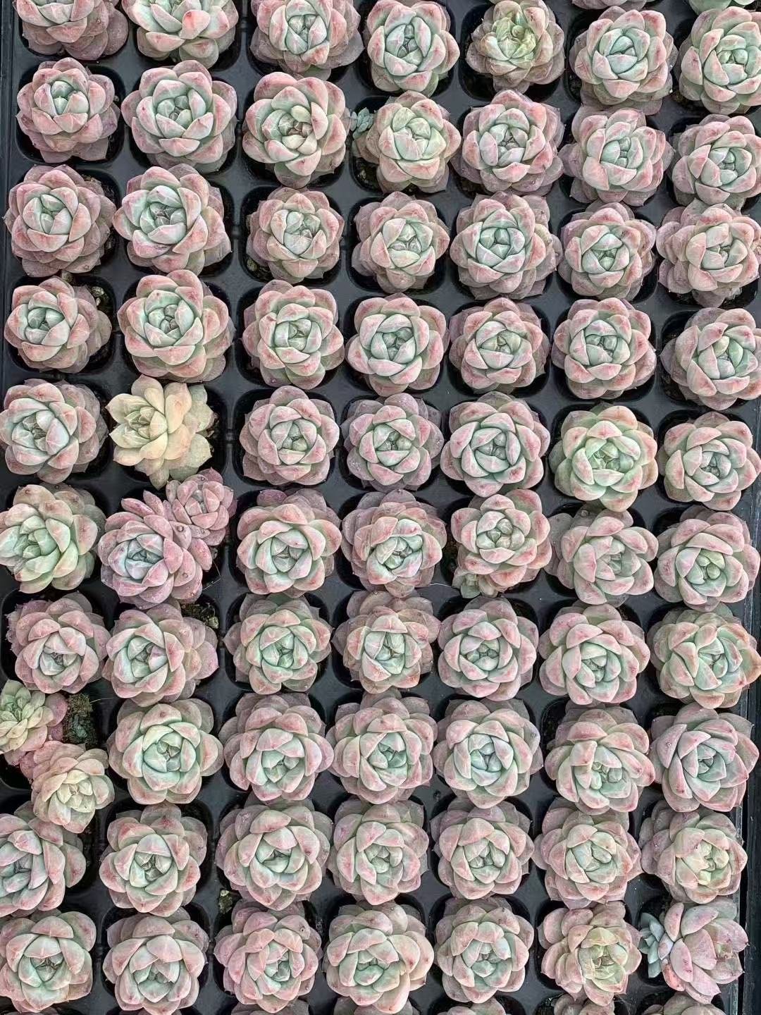 Echeveria 'Blue Diamond'