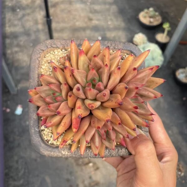 Echeveria ‘Red Soul’