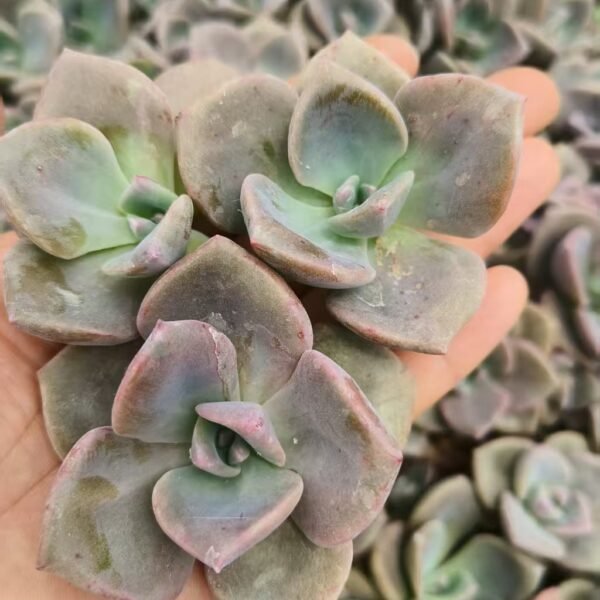 067. Graptoveria ‘Gypsy’