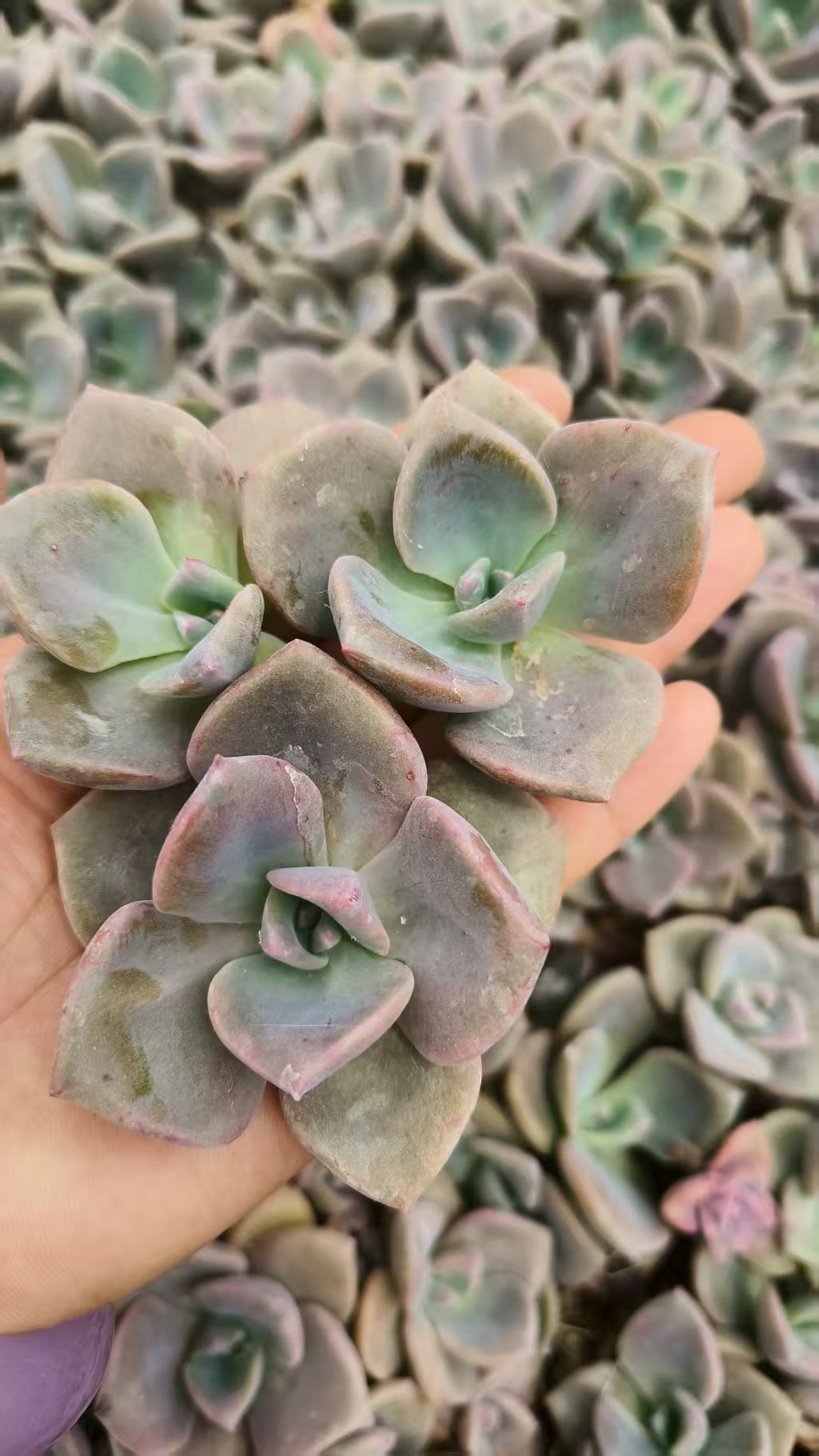 Graptoveria 'Gypsy'
