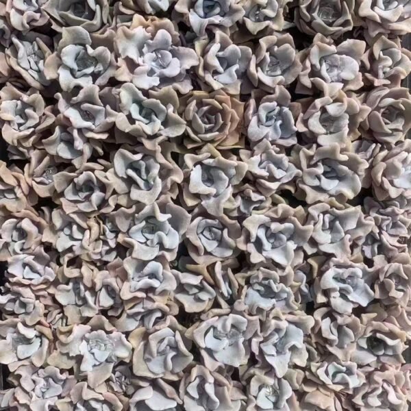 188. Echeveria ‘Madiba’