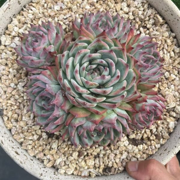 069. Echeveria chihuahuaensis