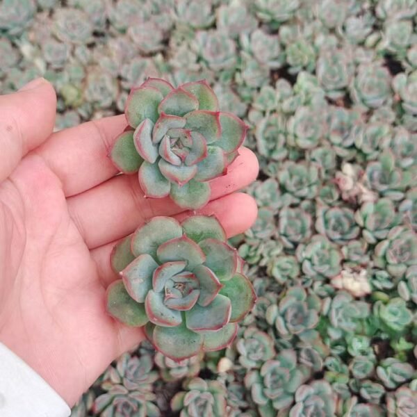 196. Echeveria Orion
