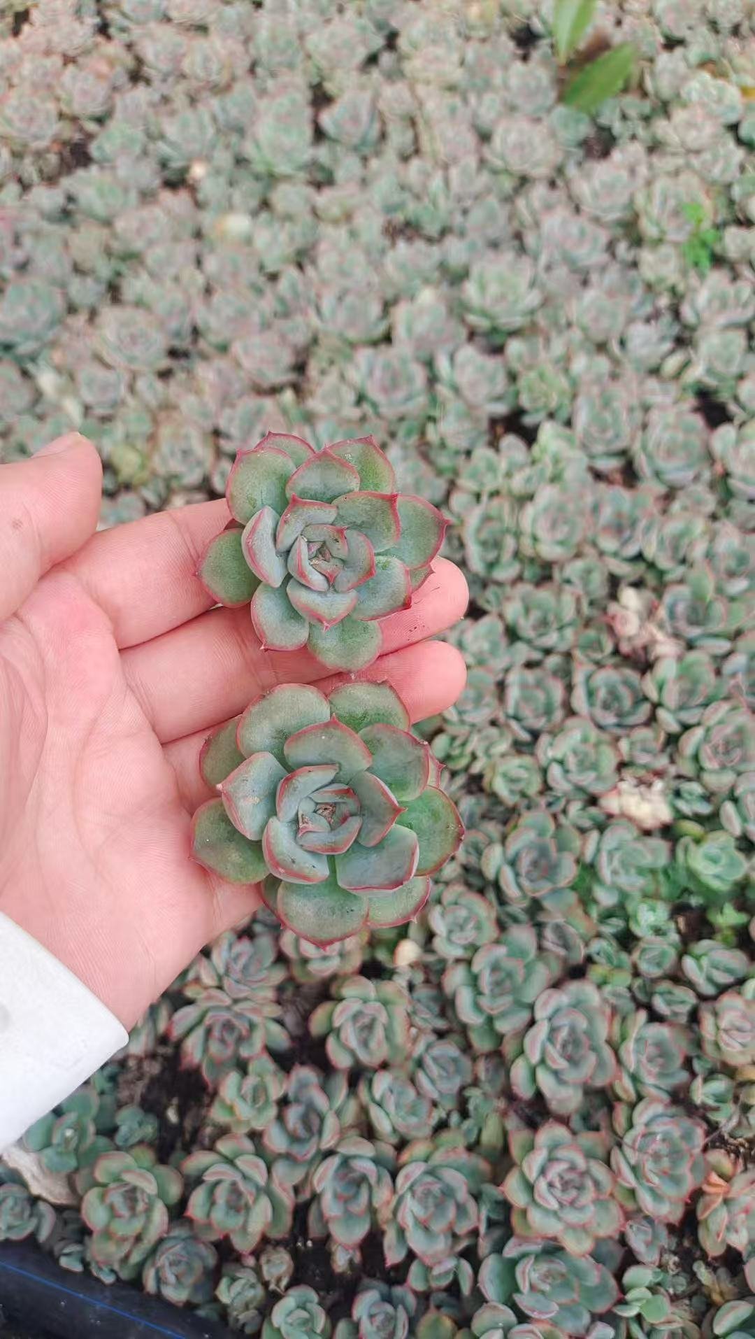 Echeveria Orion