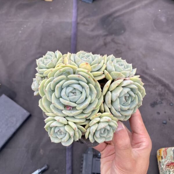 200. Echeveria ‘Laurin’