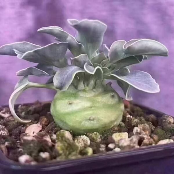 005. Euphorbia globuliculis