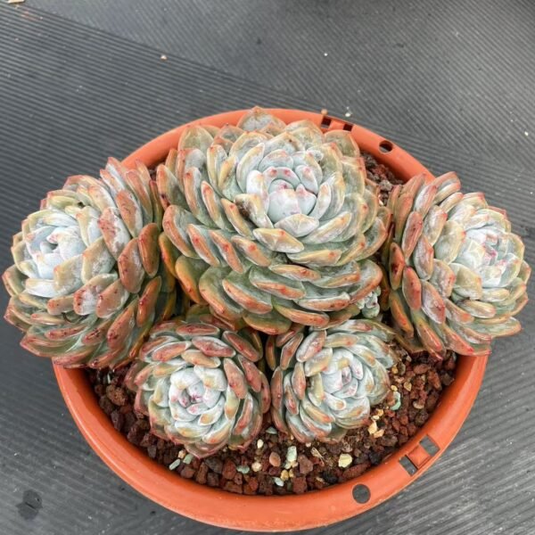 057. Echeveria ‘Star Shadow’