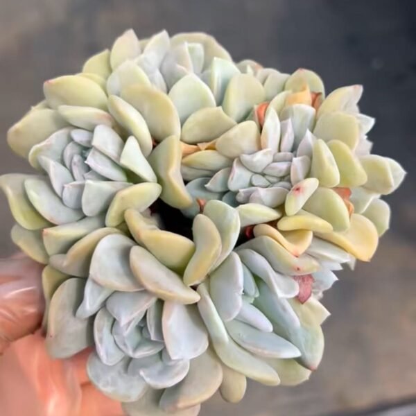 246. Echeveria lauii X runyonii ‘Topsy