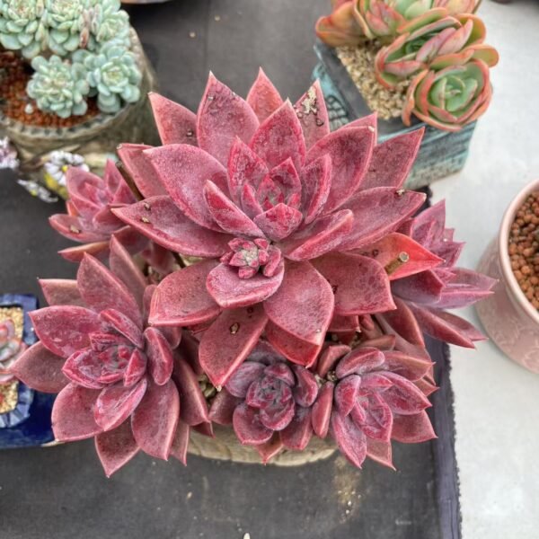 Echeveria ‘Brown Sugar’