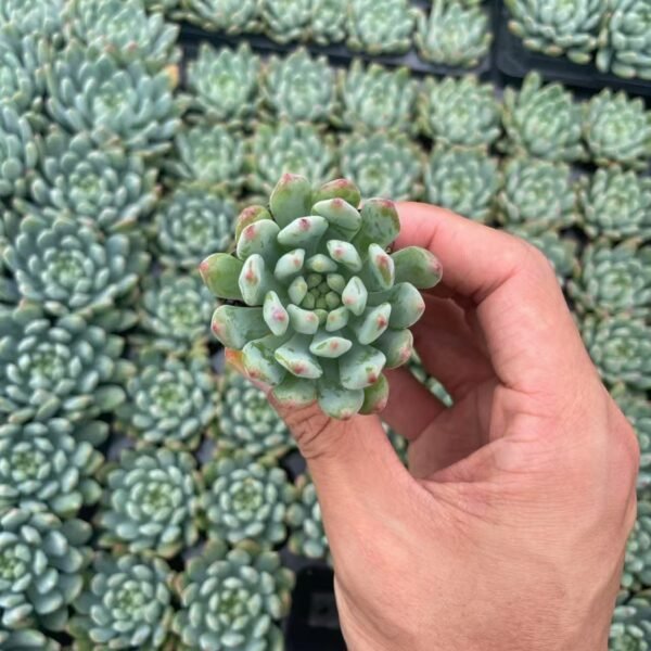 174. x Sedeveria ‘Blue Elf’