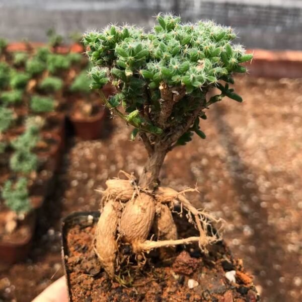 013. Trichodiadema bulbosumSchwantes