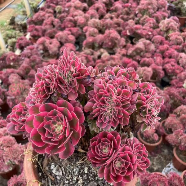 008. Aeium ‘litchi’