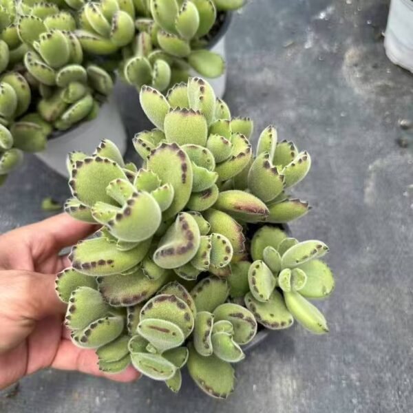 106. Cotyledon tomentosa