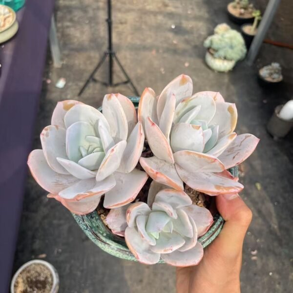 075. Echeveria ‘Milk Tea’