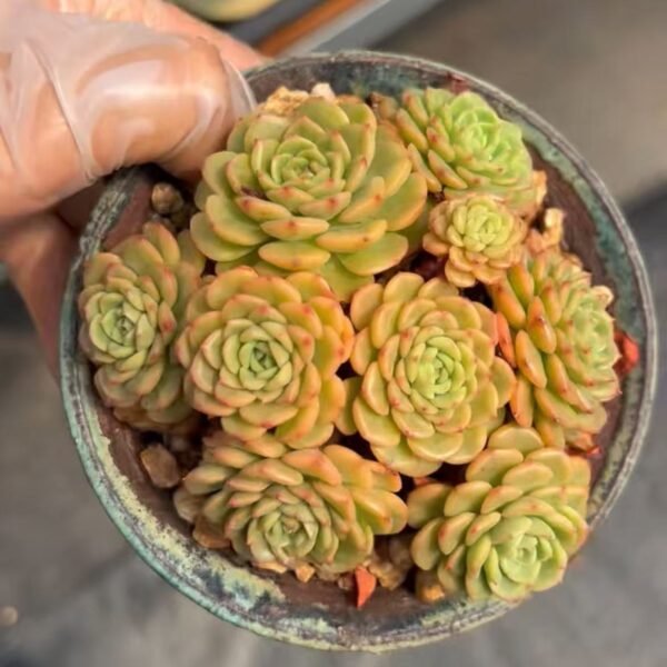 124. Echeveria’Baby surprise