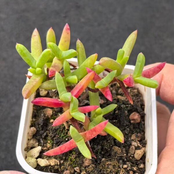 014. Echeveria ‘Little Crystal’