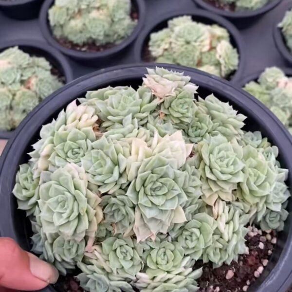 064. Tillandsia barfussii