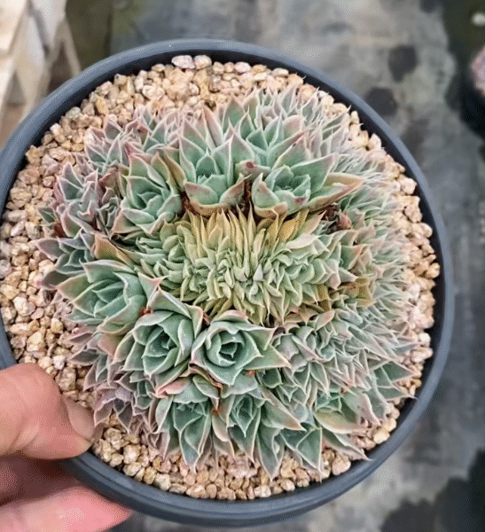 122. Echeveria simulans ‘Ascension’