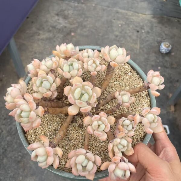 Echeveria ‘Peach Pride’