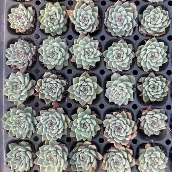 210. Echeveria cuspidata var. zaragozae