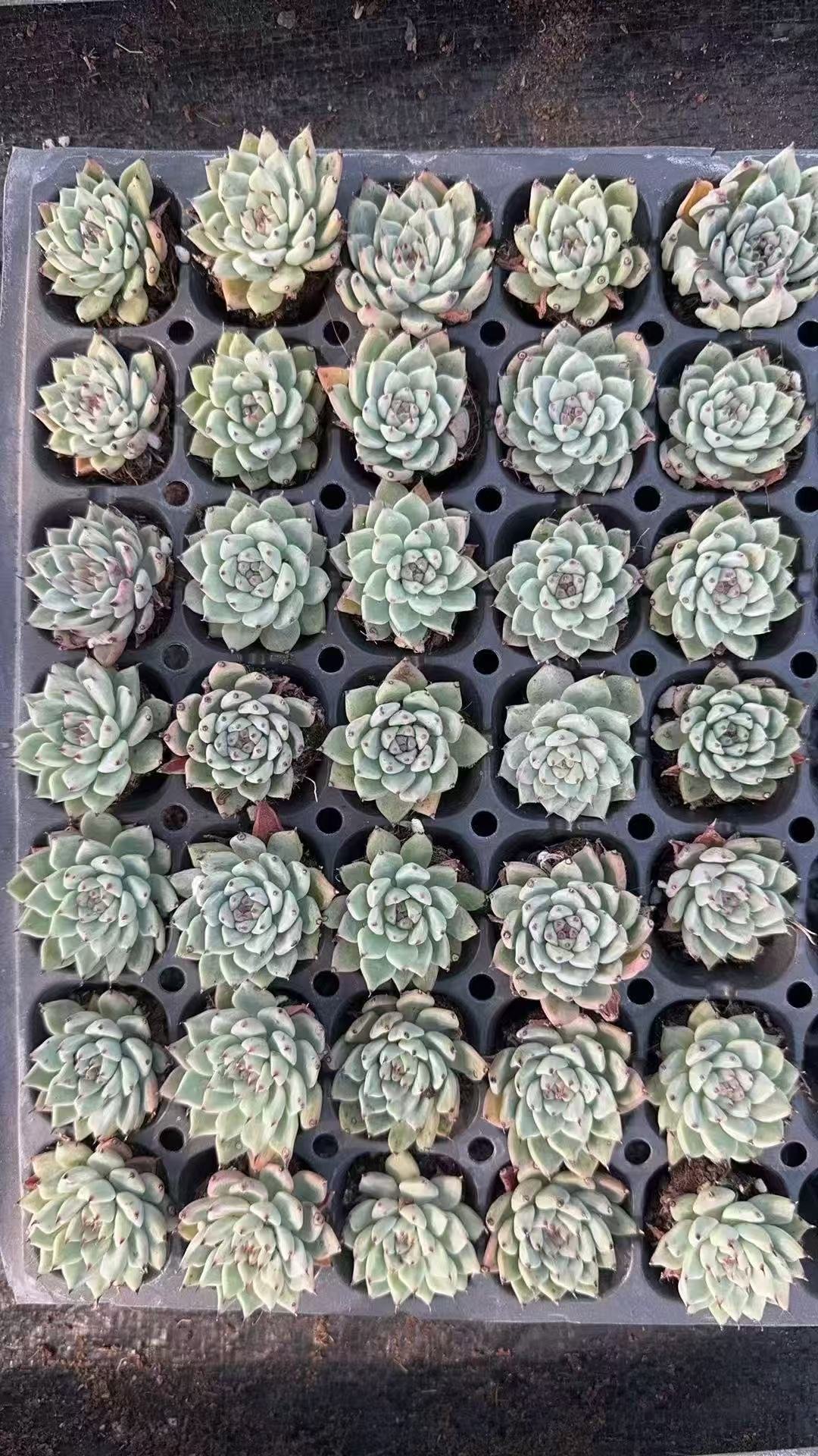 Echeveria cuspidata var. zaragozae